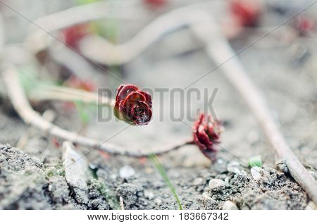 Green And Red Succulent Flower Ornament On The Basis Of Saxifrage