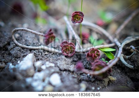 Green And Red Succulent Flower Ornament On The Basis Of Saxifrage