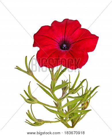 Single stem with a bright-red flower of petunias (Petunia hybrida) isolated against a white background