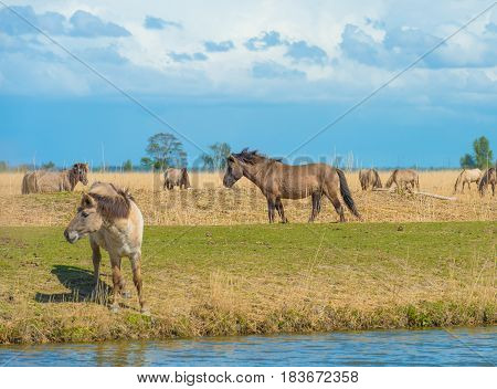 Horses along the shore of a lake in spring
