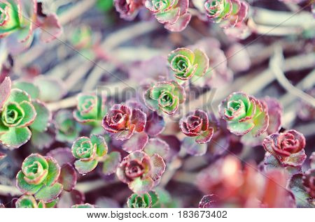 Green And Red Succulent Flower Ornament On The Basis Of Saxifrage