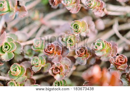 Green And Red Succulent Flower Ornament On The Basis Of Saxifrage
