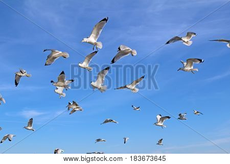 Ring-billed seagulls (Larus delawarensis) in flight against a bright blue sky with white cirrus clouds background