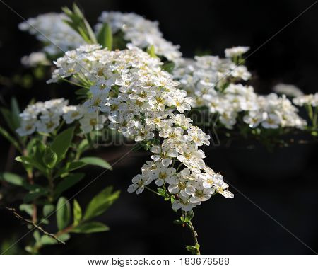 The lovely white coloured spring flowers of the garden shrub Spiraea arguta 'Bridal Wreath', against a dark background.