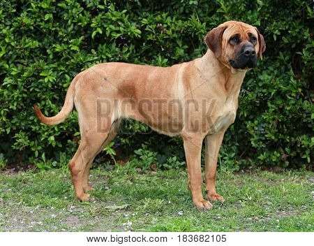 Tosa inu sheperd dog portrait against green natural background