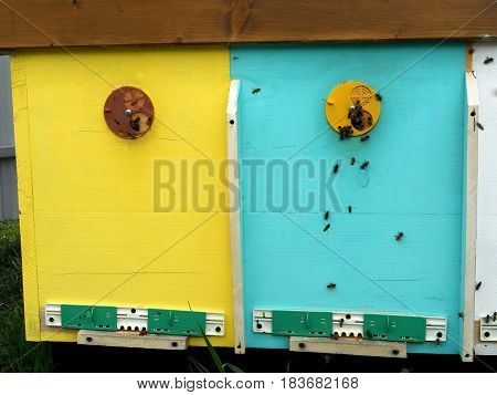 The photo shows beehive honey nectar hive swarm bees honeycomb wax private apiary wildlife animals bee wings beeswax.