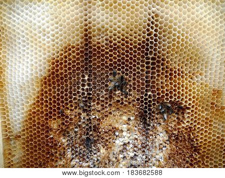The photo shows beehive honey nectar hive swarm bees honeycomb wax private apiary wildlife animals bee wings beeswax.
