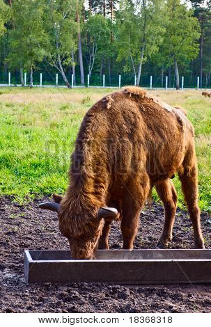 Uro nel Santuario della fauna selvatica