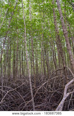 Forest of tall loop-root mangrove trees with tangled and messy roots. Wide angle vertical photograph. Rayong Thailand. Travel and nature concept.