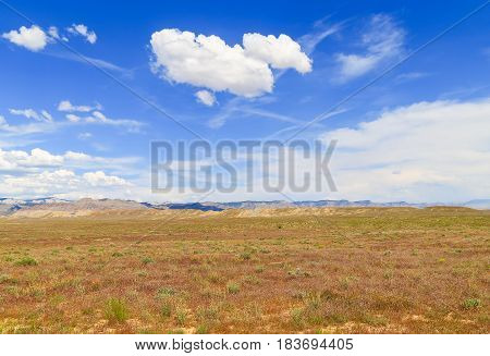 Desert In Bloom