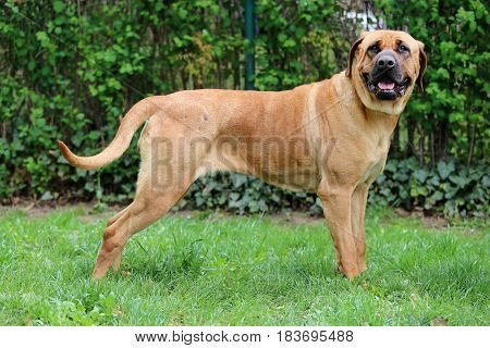 Tosa inu bandog posing against green natural background