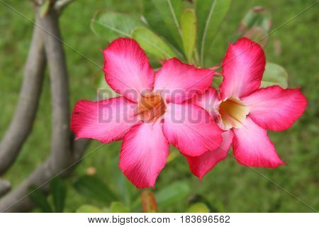 Plumeria Rubra close up in asia, Frangipani flower