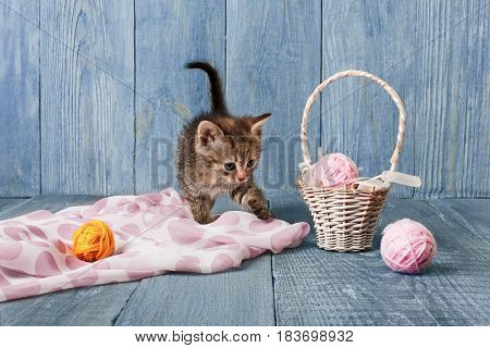 Gray funny kitten with pink wool ball and straw basket. Playful small cat at blue wood background.
