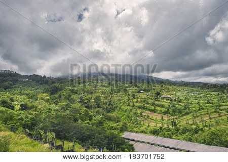Colorful landscape with green vibrant rice terraces, a tropical jungle with palm trees and mountains covered with heavy clouds on the background, Karangasem, Bali island