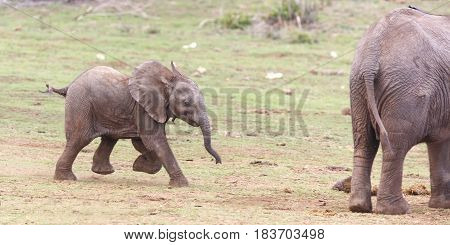 Young baby African elephant running fast to rejoin the herd
