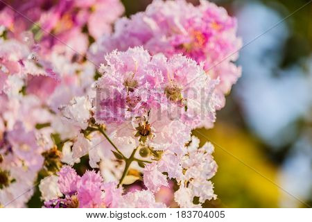 Queen's flower Lagerstroemia macrocarpa Wall. purple beautiful on tree