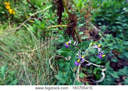 Flowers of the bittersweet nightshade plant (Solanum dulcamara) bloom in Joliet, Illinois during August.