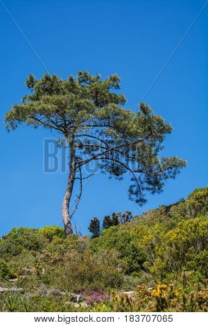 Pinus pinea L. pine tree on green field against blue sky