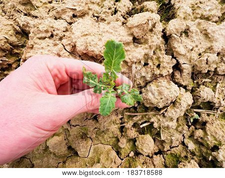 Farmer Hand Hold  Rapeseed In Spring Field. Agriculturalist Check Quality Of Flower, Pests