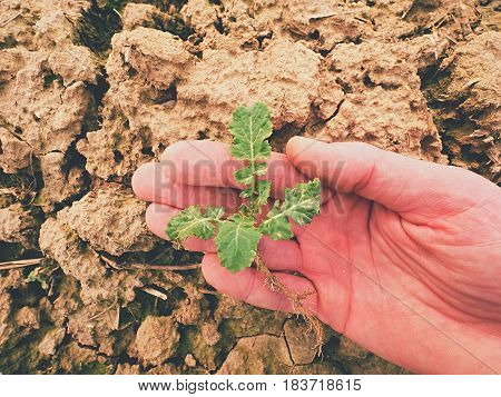 Farmer Hand Hold  Rapeseed In Spring Field. Agriculturalist Check Quality Of Flower, Pests