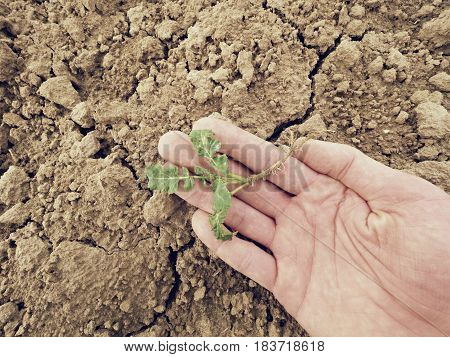 Farmer Check Quality Of Flower Rapeseed In Spring Field. Leaves, Stalk And Roots Of Young Rapeseed (