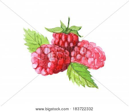 Raspberries with leaves on white background watercolor illustration