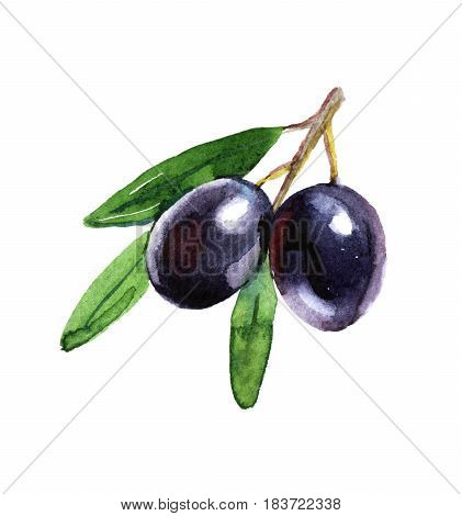Black olives with green leaves on white background watercolor illustration