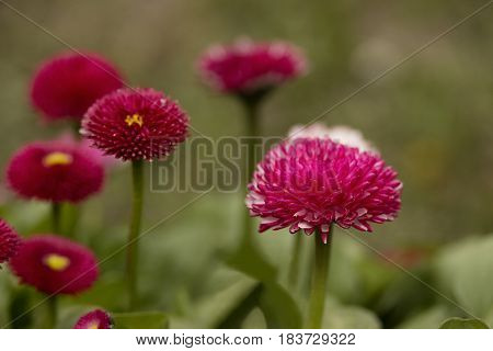 Pink English Daisies - Bellis Perennis. Spring Flowers.