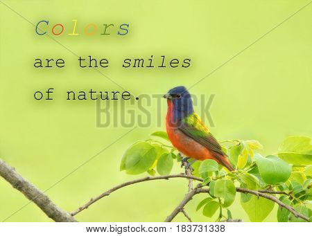 Colors are the smiles of nature - quote with a male Painted Bunting in his amazingly colored plumage