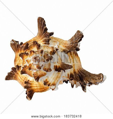 A spiral seashell isolated on white background.