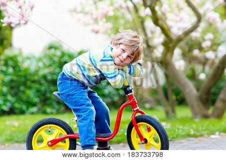 Adorable little kid boy driving and running on bike or laufrad in park or garden on warm spring day. Happy child having fun. Active leisure for kids outdoors on spring day. With flowering magnolia