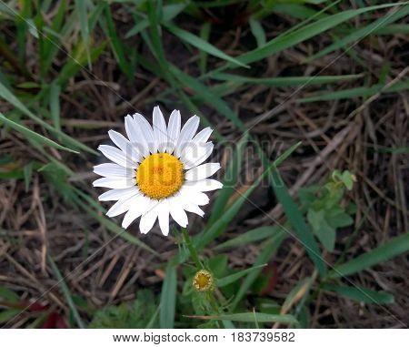 Chamomile blooming lit by summer sun against the background of grass. Beautiful nature is very beautiful blooming daisy flower on the field.
