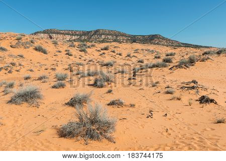 Coral Pink Sand Dunes