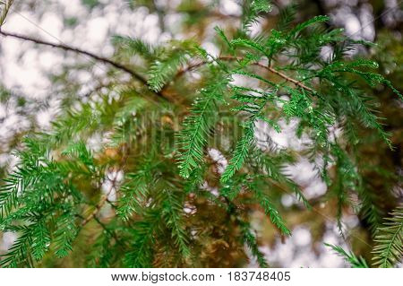 Macro waterdroplets on the tree bench of UK autumn.