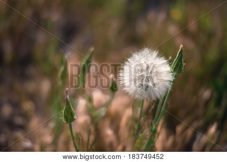 Fluffy dandelion in the meadow. Spring background. Dreamscape.