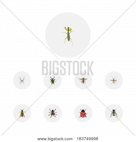 Realistic Housefly, Grasshopper, Tarantula And Other Vector Elements. Set Of Hexapod Realistic Symbols Also Includes Wasp, Spider, Mantis Objects.
