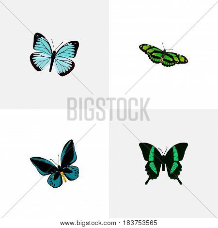 Realistic Lexias, Demophoon, Beauty Fly And Other Vector Elements. Set Of Beauty Realistic Symbols Also Includes Blue, Fly, Butterfly Objects.