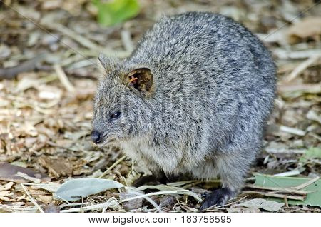 this is a close up of a quokka
