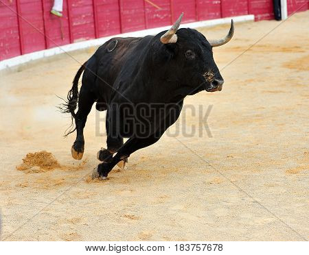 spanish bull in spain with big horns