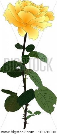 Vector Rose gialle su sfondo bianco