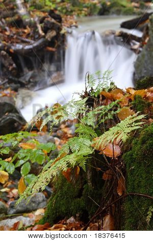 เฟิร์นบนต้นไม้ stump ที่ฤดูกาลฤดูใบไม้ร่วง