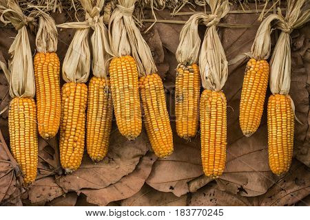 Dried Corns Or Maize. Dry Food Reservation