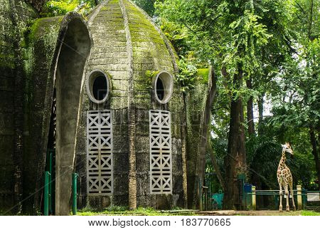A dome house with mossy wall and ferns near giraffe's cage photo taken in Ragunan zoo Jakarta Indonesia java
