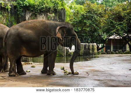 elephant taking banana with his trunk for eat photo taken in Ragunan zoo Jakarta Indonesia java