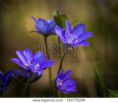 Blue Liverworts Flowers In Close Up