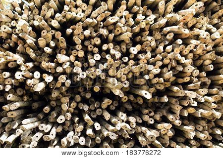closeup bamboo trees for sale in Thailand