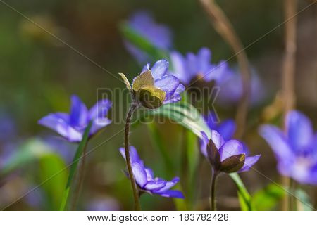 Blue Liverworts Flowers In Close Up