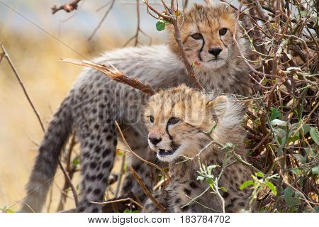 Two cheetah cubs play in a bush on the savannah in Masai Mara National Park, Kenya.