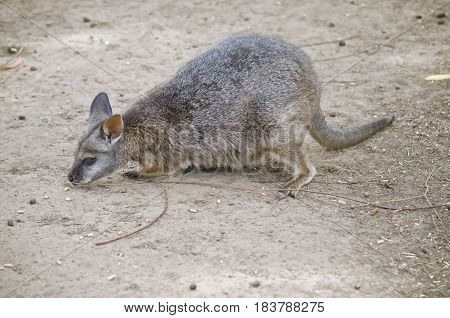 the tammar wallaby is eating a food pellet