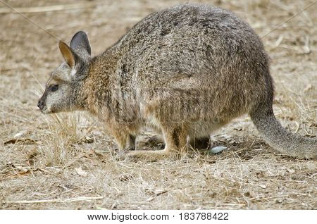 this is a close up of a tammar wallaby